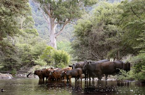 On the Yarra: Cattle drink in the river near Warburton, which is no plus for the environment. The river's health was part of the assessment of the catchment area.