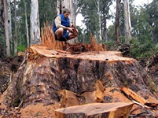 current logging